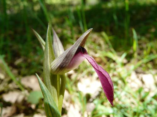 Orchidee delle Madonie